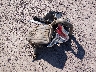 1FM5K8AB9MG****** Destrozados 2021 Ford Police Interceptor Utility en Estado de Wisconsin