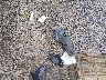 2GCEC19V911****** Wrecked 2001 Chevrolet Silverado 1500 in Tennessee State