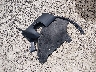 5YJXCDE22HF****** Wrecked 2017 Tesla Model X in Ohio State