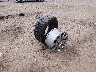 1GKS2CKJ3HR****** Destrozados 2017 GMC Yukon en Estado de Tennessee