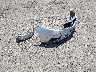 KNAFU4A27A5****** Wrecked 2010 Kia Forte in Arkansas State
