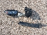 MAJ6S3JL1LC****** Wrecked 2020 Ford Ecosport in Illinois State