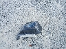 KL79MPS21NB****** Wrecked 2022 Chevrolet Trailblazer in Florida State