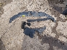 2T3BK4DV5CW****** Destrozados 2012 Toyota RAV4 en Estado de Virginia Occidental