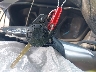 1FTNE1ZM0FK****** Salvamento 2015 Ford Transit-150 en Estado de Maryland