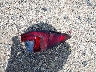2T2ZZMCA0JC****** Destrozados 2018 Lexus RX 350 en Estado de Texas