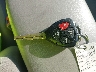 2T1BU4EE4DC****** Salvage 2013 Toyota Corolla in Maryland State