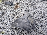 W04GV8SX5J1****** Wrecked 2018 Buick Regal in West Virginia State