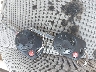 1FMCU0GX4EU****** Salvage 2014 Ford Escape in Indiana State