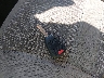 1D7HA18288S****** Salvage 2008 Dodge Ram 1500 in Maryland State