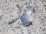 KL4CJDSB8EB****** Wrecked 2014 Buick Encore in Hawaii State