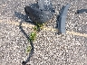 5NMZUDLB6HH****** Wrecked 2017 Hyundai Santa Fe in Wisconsin State