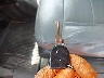 1FTRF12237N****** Salvamento 2007 Ford F-150 en Estado de Georgia