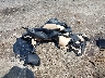 JTMP1RFV3LJ****** Wrecked 2020 Toyota RAV4 in Massachusetts State