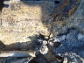 1C6SRFFT4MN****** Used 2021 RAM 1500 in Phoenix