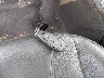 1FAHP3N29CL****** Salvage 2012 Ford Focus in Massachusetts State