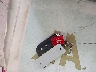 ZACNJABBXKP****** Salvage 2019 Jeep Renegade in Florida State