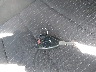 1J4AA5D16BL****** Salvage 2011 Jeep Wrangler in Florida State