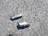 2GCEK19T641****** Destrozados 2004 Chevrolet Silverado 1500 en Estado de Nebraska