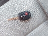 JTDKDTB35C1****** Salvage 2012 Toyota Prius C in Virginia State