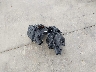 SAJD55EE5LC****** Wrecked 2020 Jaguar F-Type in Florida State