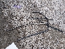 1D7GL42N54S****** Wrecked 2004 Dodge Dakota in Tennessee State