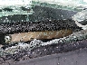 1HGFA16508L****** Used 2008 Honda Civic in El Paso