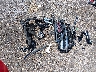 3GKALVEV0KL****** Wrecked 2019 GMC Terrain in Mississippi State