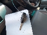 5FNRL5H64CB****** Salvage 2012 Honda Odyssey in Ohio State