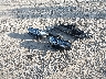 5UX53DP07P9****** Wrecked 2023 BMW X3 in North Carolina State