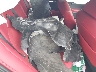 4T1K61BK1LU****** Wrecked 2020 Toyota Camry in Long Island