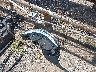 1FMSK7FH3LG****** Salvage and Wrecked 2020 Ford Explorer in Oklahoma City