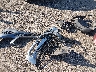 4JGDA5HB1HA****** Wrecked 2017 Mercedes-Benz Gle 350 in South Carolina State