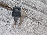 1G1LD55M8SY****** Repairable 1995 Chevrolet Corsica in Springfield