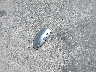 5GAKRCED0CJ****** Wrecked 2012 Buick Enclave in Texas State