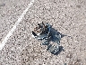 JHLRE48508C****** Wrecked 2008 Honda CR-V in South Dakota State