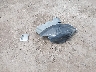 2FMHK6DC3AB****** Wrecked 2010 Ford Flex in Indiana State