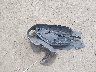 KNAFZ5A30G5****** Wrecked 2016 Kia Forte in Tennessee State