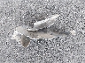 5NPEB4AC5BH****** Wrecked 2011 Hyundai Sonata in Georgia State