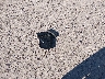 8BTPE7CD4GE****** Wrecked 2016 Mercedes-Benz Sprinter 2500 in Wisconsin State