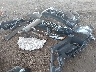 5N1BT3BA7SC****** Destrozados 2025 Nissan Rogue en Estado de Arizona
