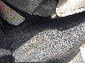5J6TF1H3XAL****** Salvage and Repairable 2010 Honda Accord Crosstour in Tennessee State