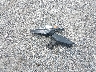 KNDPM3AC2K7****** Wrecked 2019 Kia Sportage in New Jersey State