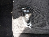 1G1ZB5ST1MF****** Salvage 2021 Chevrolet Malibu in Texas State