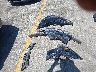 SCBBR53W468****** Wrecked 2006 Bentley Continental GT in California State