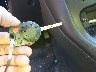 1FADP3F2XFL****** Salvage 2015 Ford Focus in Maryland State