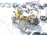 3JBMGAV46KJ****** Salvage and Repairable 2019 Can-Am Renegade in Rec Rides Online Exclusive