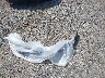 1FADP3F27GL****** Wrecked 2016 Ford Focus in Ohio State