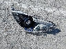 JTDKDTB36F1****** Wrecked 2015 Toyota Prius C in California State