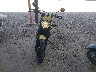 ZDM15ANM2GB****** Used and Repairable 2016 Ducati Scrambler 800 in California State
